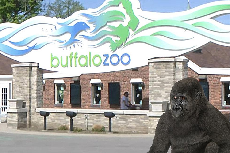 Buffalo, New York Zoo Animal Has A Happy New Home