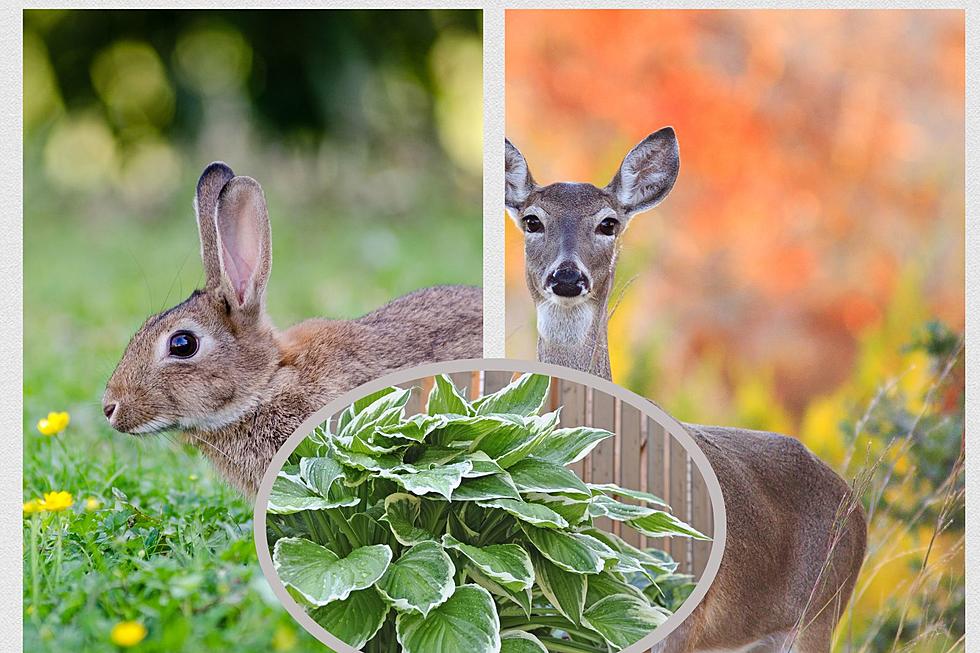 10 Things That Keep Deer &#038; Rabbits From Eating Your Plants In NY