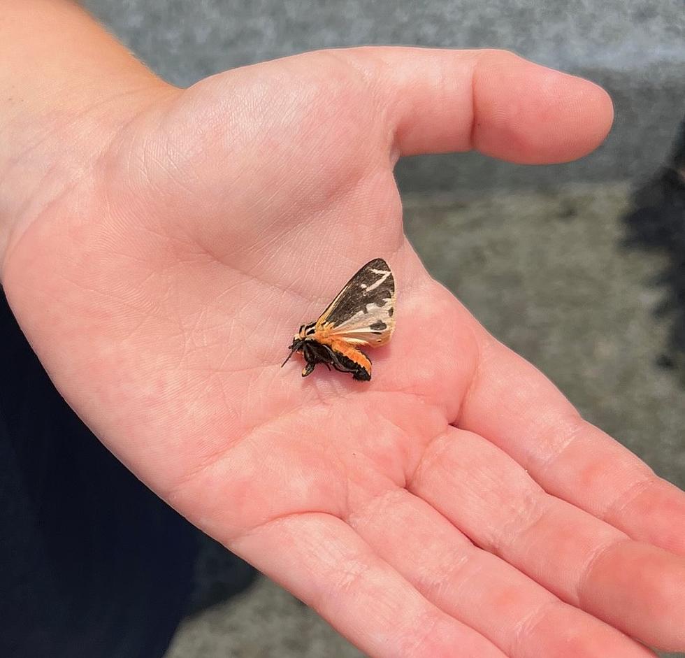 Beware This Potentially Dangerous Moth In New York State