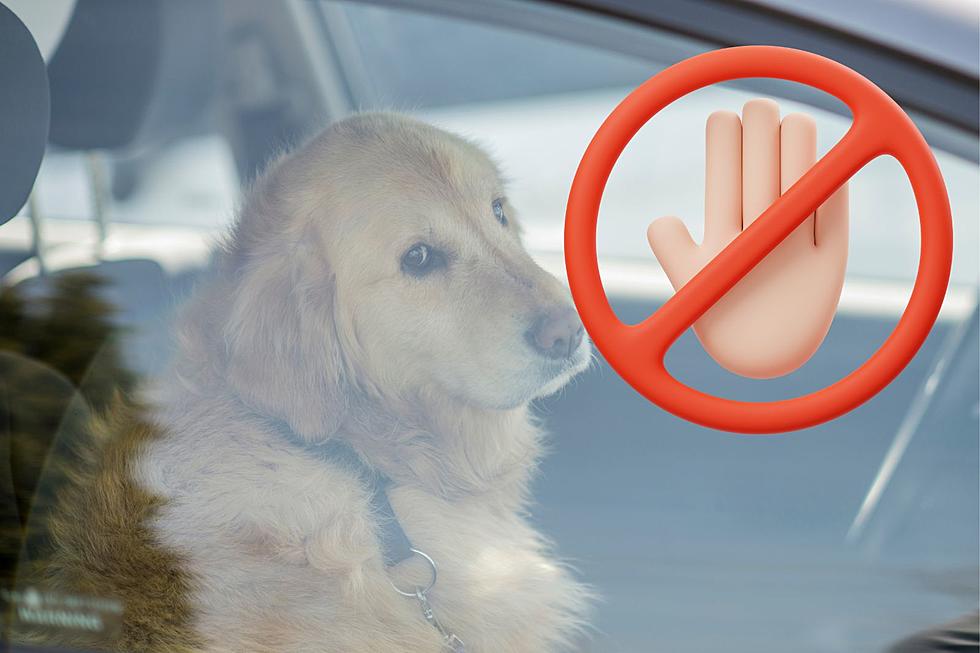 Legally, Can You Break A Window To Free A Dog From A Hot Car?