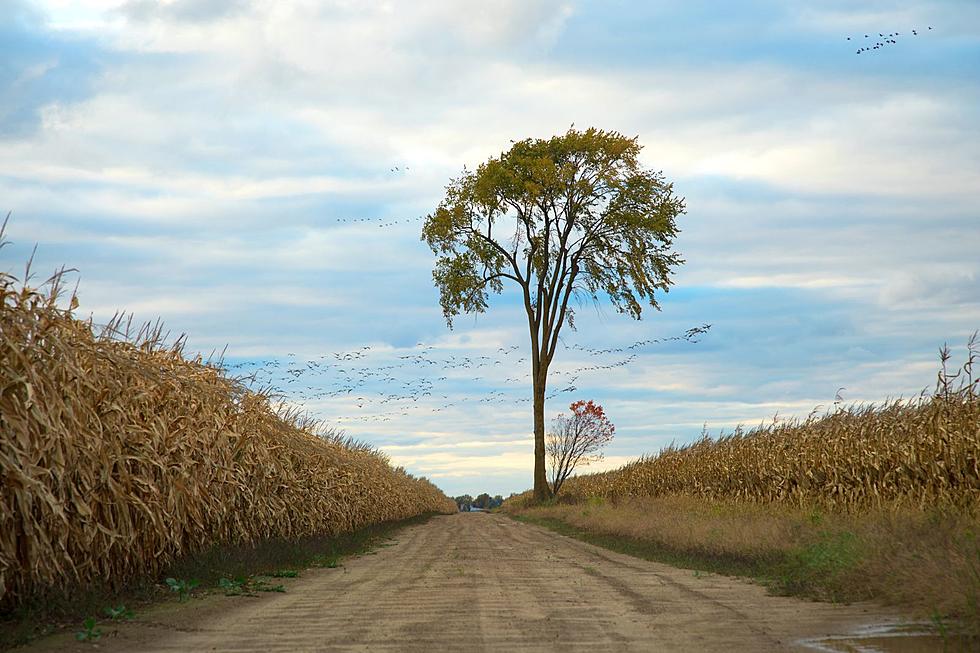 North Collins Residents Mourn The Loss Of A Local Landmark