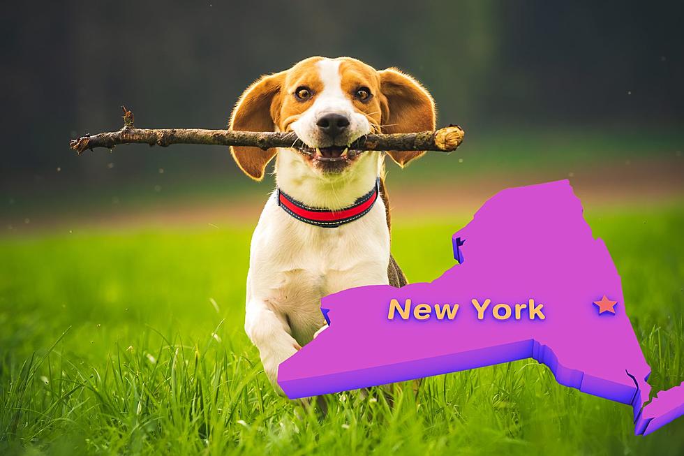 Which City Has The Highest Ranked Dog Parks In New York?
