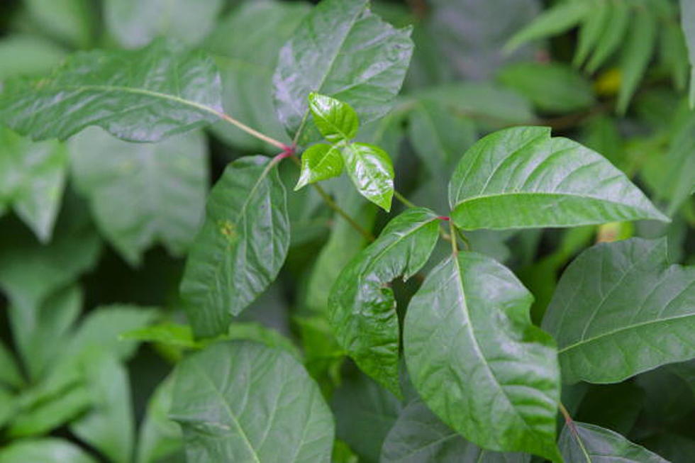 New Warning About Poison Ivy In New York State
