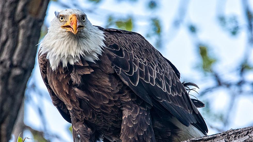 Bald Eagle Devours Goose In Hamburg, New York [PICTURES]