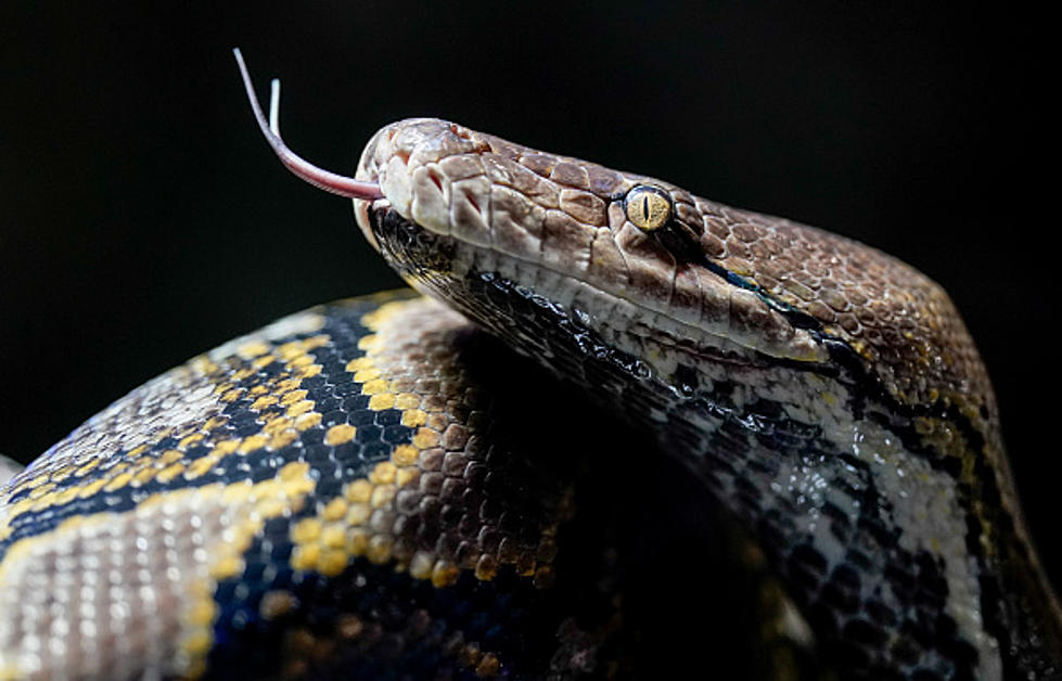 Massive Snakes Crawling Around New York State [PHOTO]