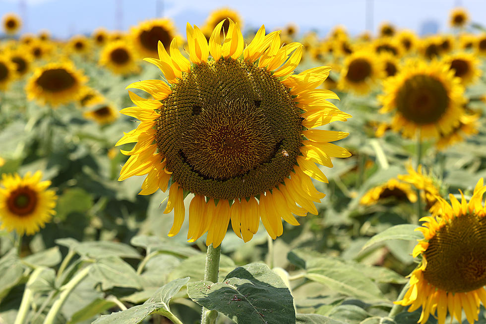Sunflowers Of Sanborn Re-Opens Today With New Hours For 2023
