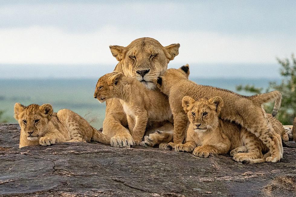 Here's The Schedule To See The Lion Cubs At The Buffalo Zoo