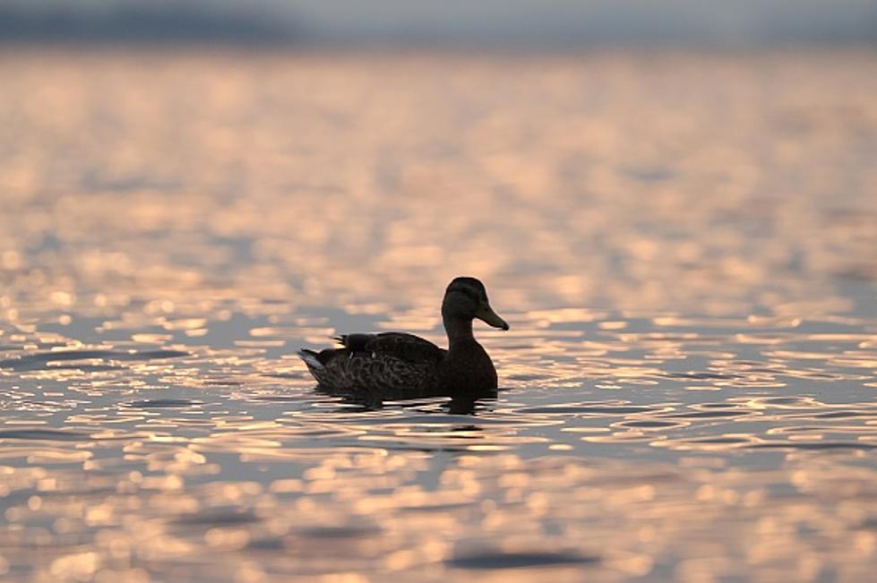 Popular New York State Lake Undergoing Changes