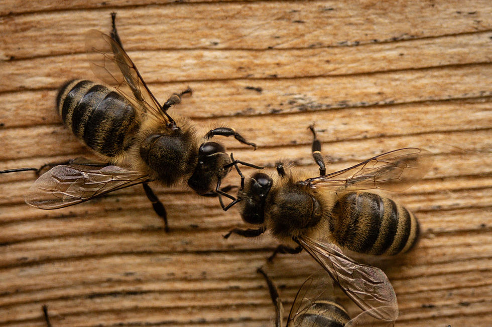 Massive Year For Bee, Wasp Stings in New York State