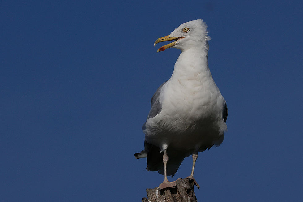 Dead Seagulls Hung Behind Restaurant in Blasdell?
