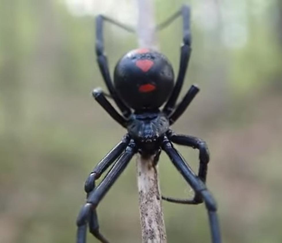 This Venomous Spider Is Making Its Home In New York State