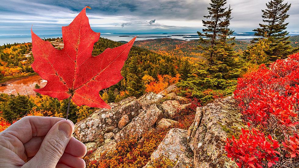 Here’s When You Will See Fall Foliage In New York