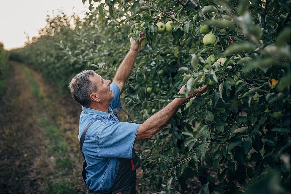 Some Orchards Already Reporting Massive Crop Losses In New York State