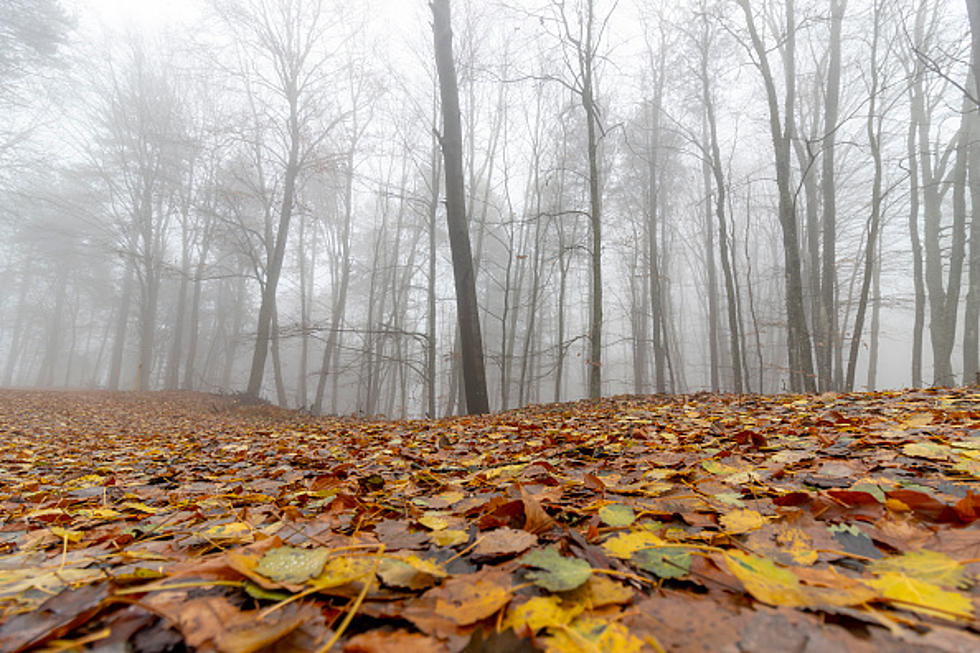 This Common Fall Activity Is Banned In New York State