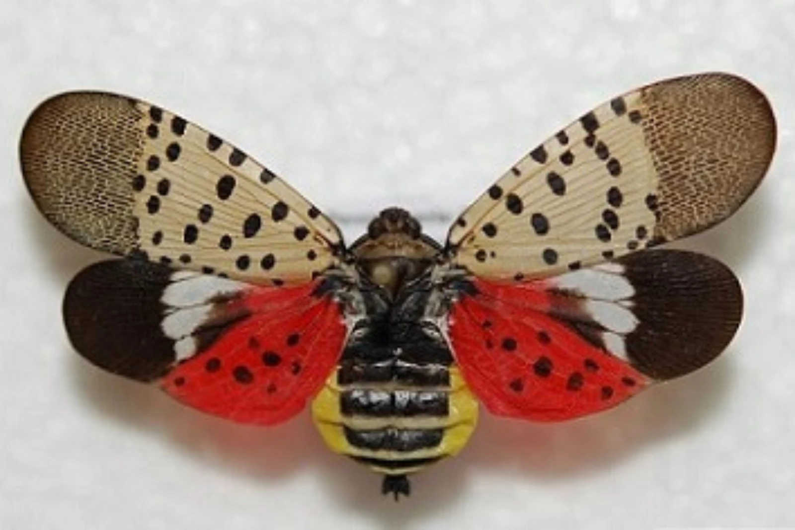 spotted lanternfly