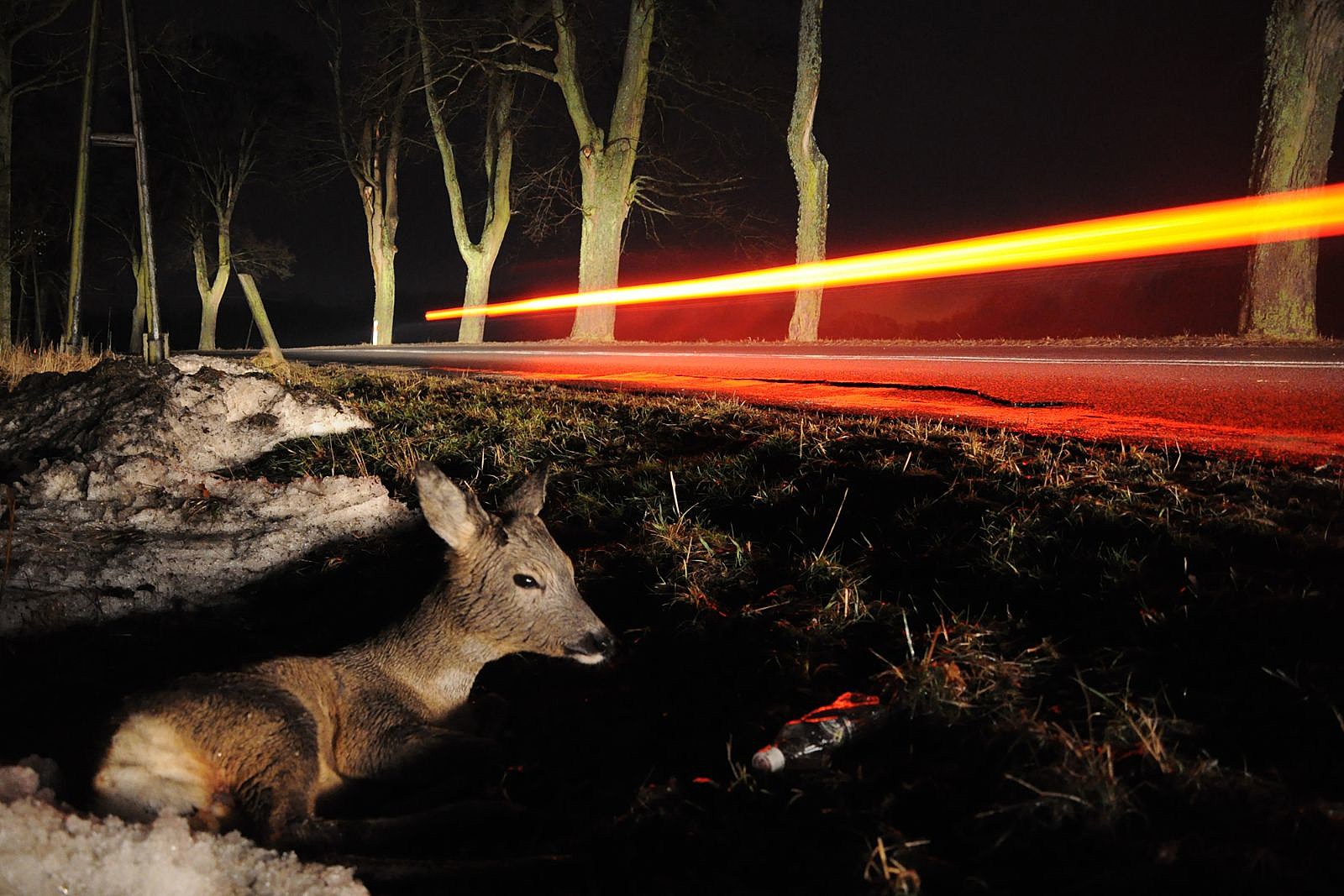What Should You Do If You Hit A Deer In New York?