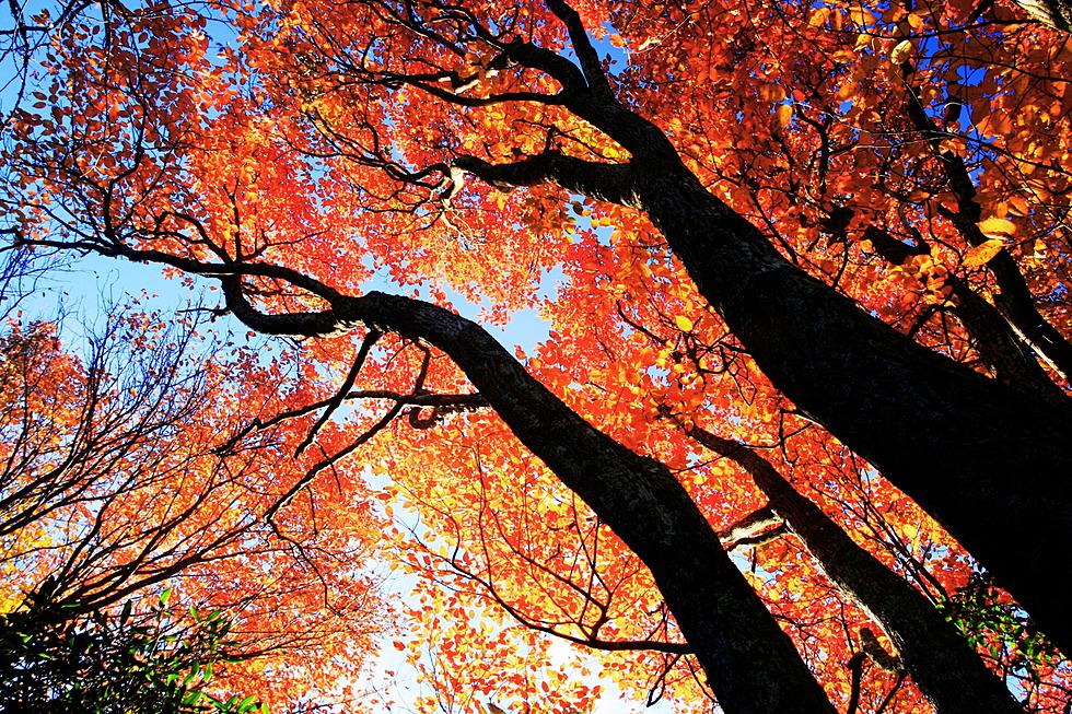 This Weekend Is The Best For Leaf Peeping In Western New York