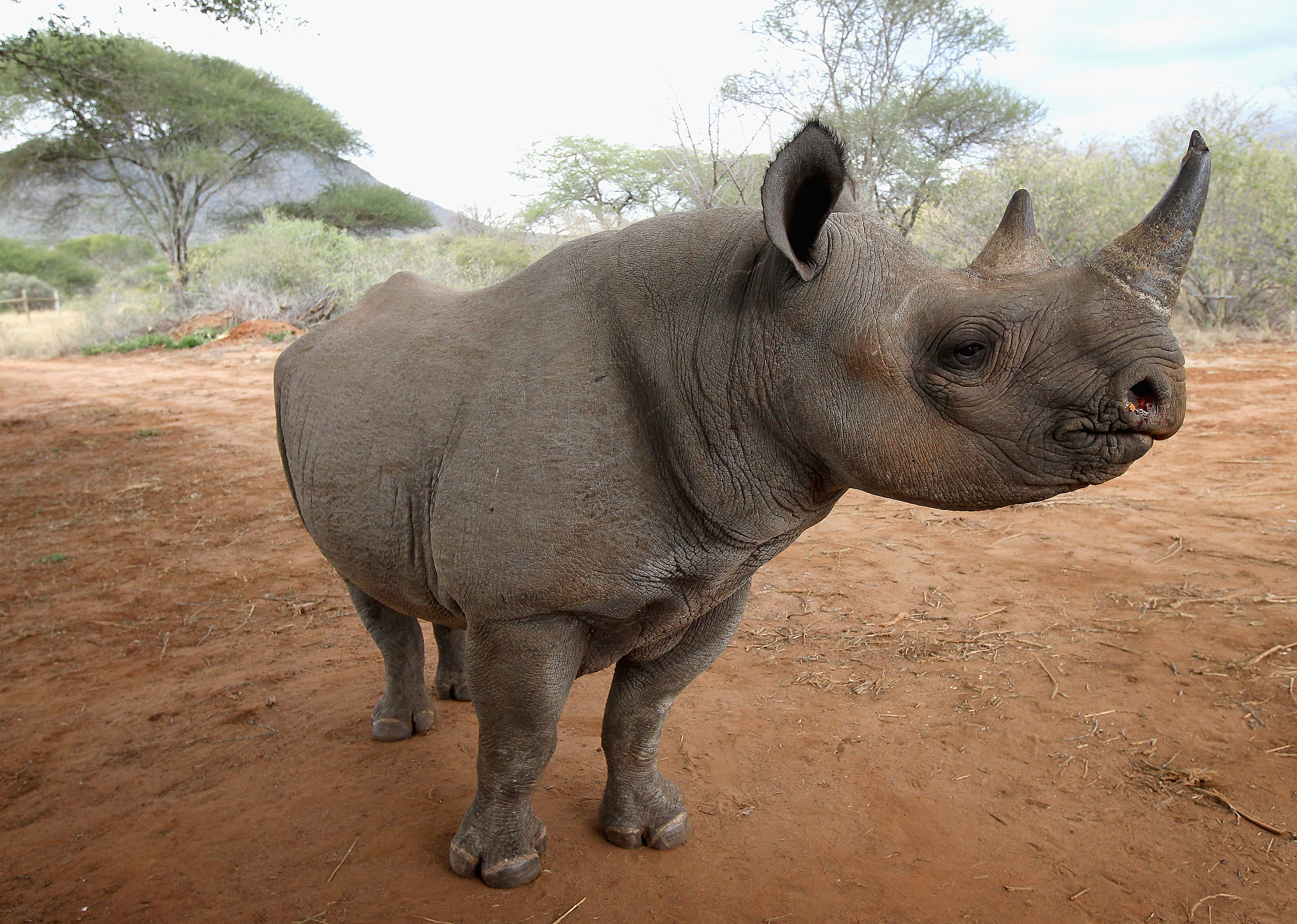 The Buffalo Zoo Says Bittersweet Hello To A Brand New Rhino