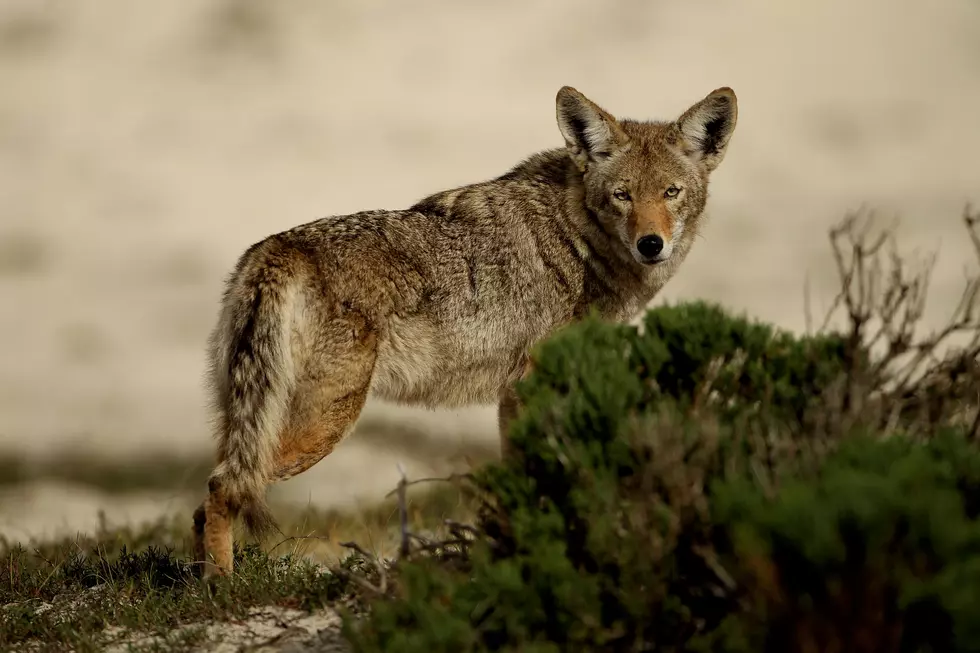 Beautiful Picture of Coyote Walking Buffalo’s Outer Habor