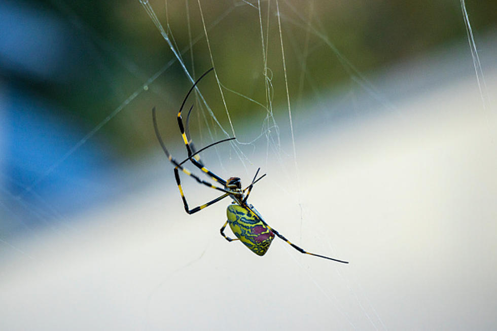 Are Joro Spiders Invading New York State?