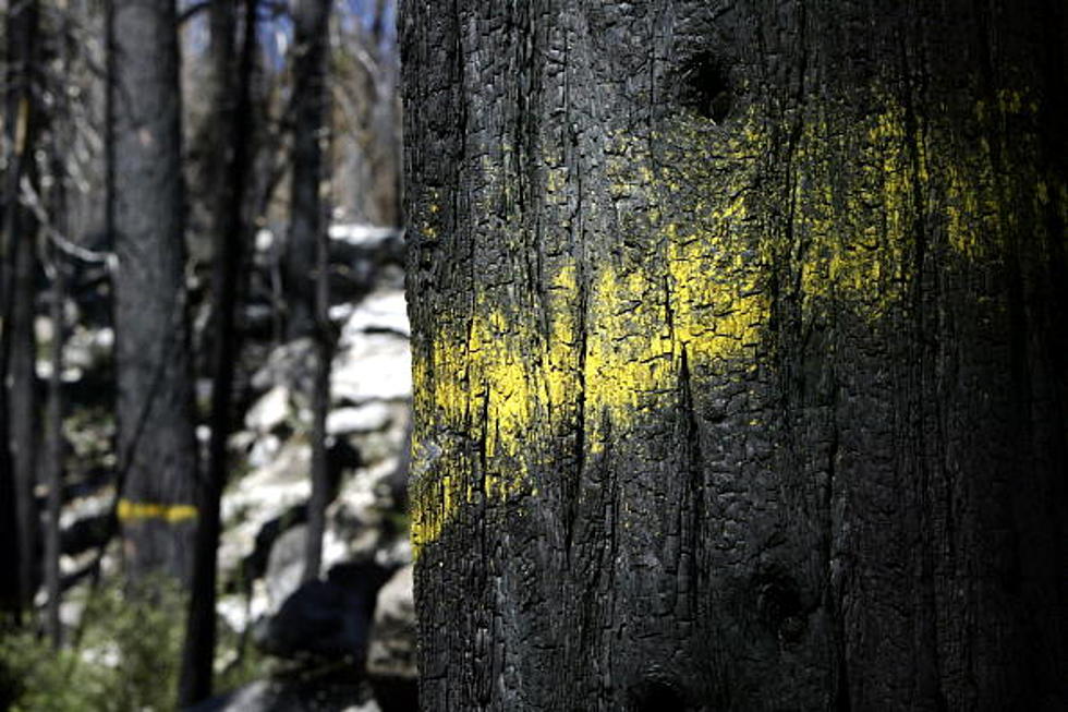 What&#8217;s With This Yellow Paint In New York State Woods?