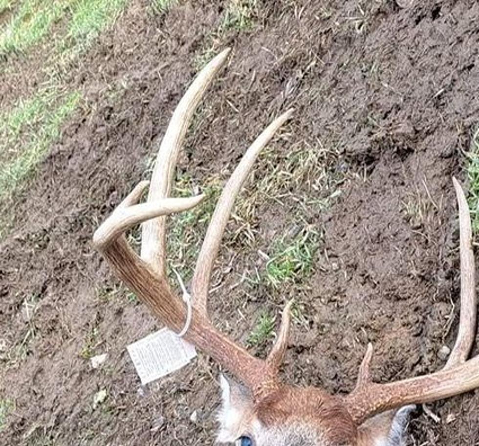 Massive New York State Whitetail In Hamburg, New York