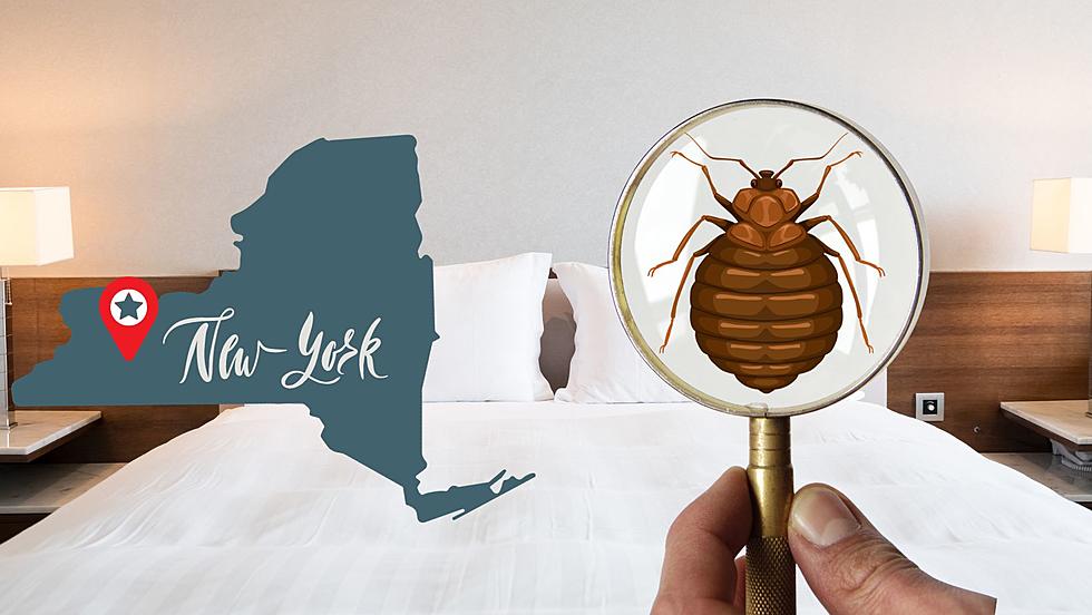 Two New York Cities Named Worst For Bed Bugs