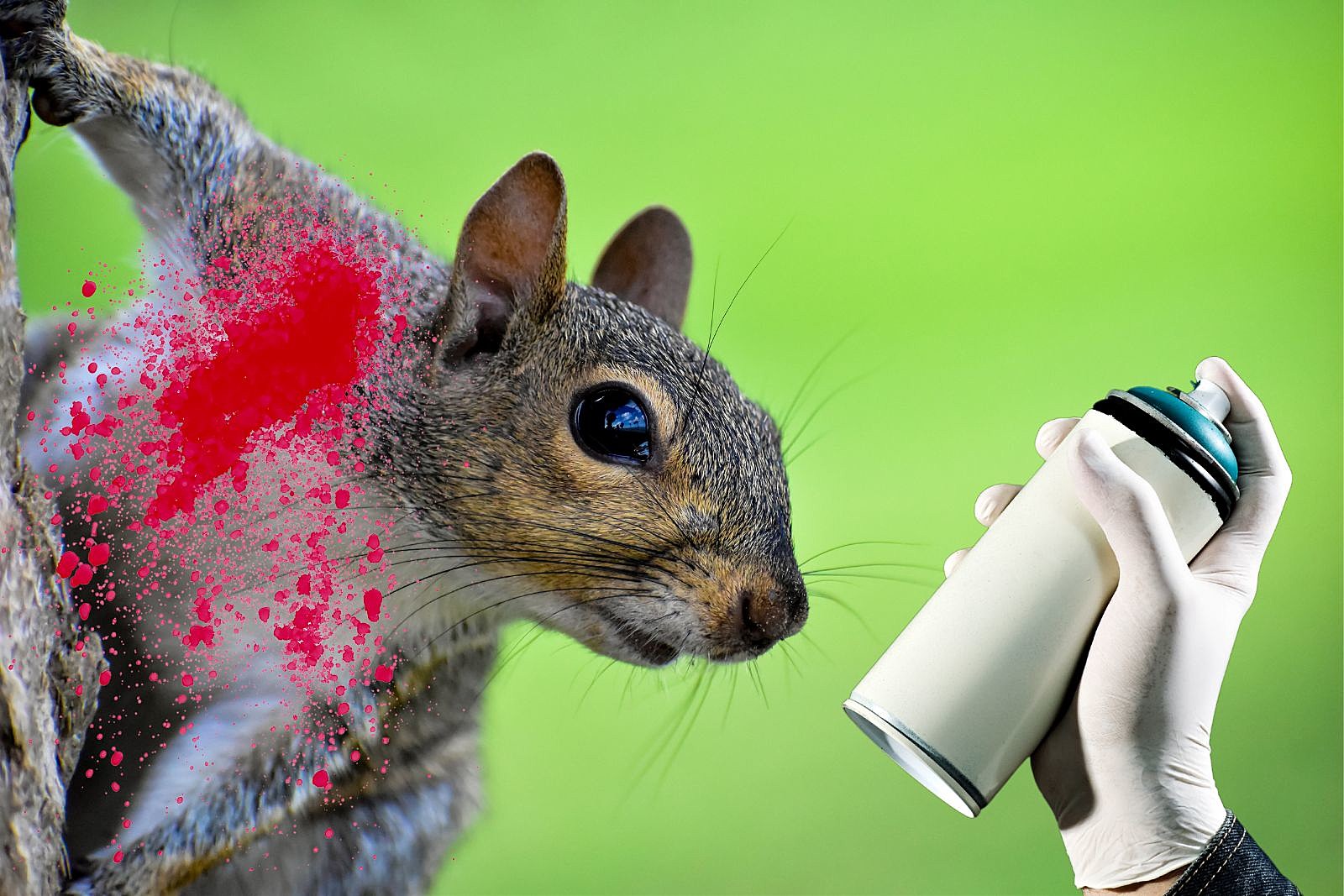 New York Man Busted For Allegedly Painting Squirrels Red