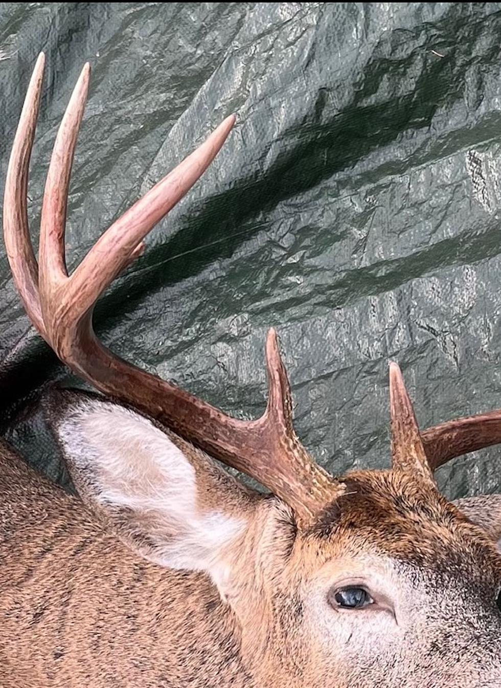 Photos Of My 2023 New York State Whitetail Buck