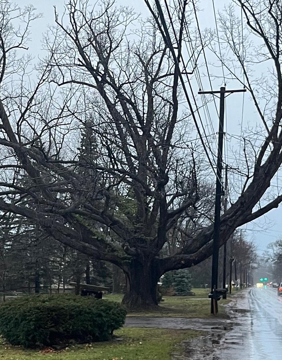 Massive Tree The Oldest In Western New York?