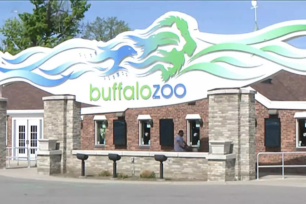 Buffalo Zoo Announces Zoomagination Now CANCELED