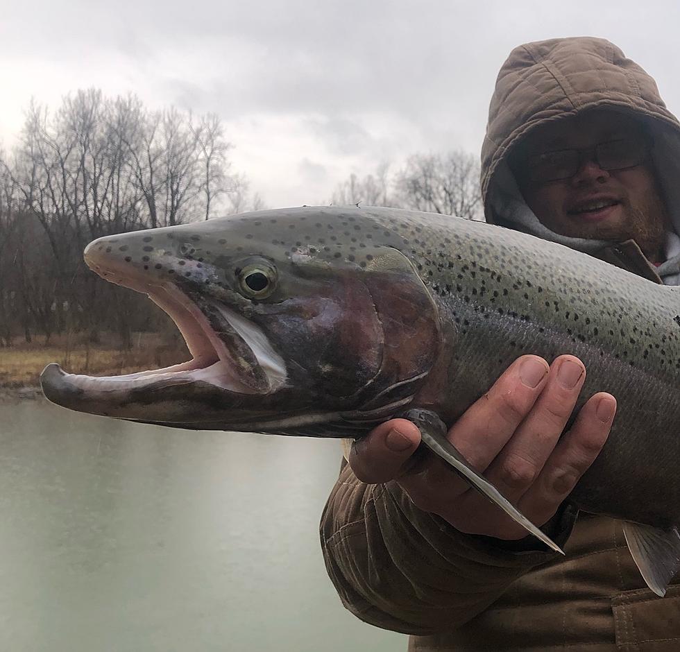 Massive New York State Steelhead [PHOTOS]