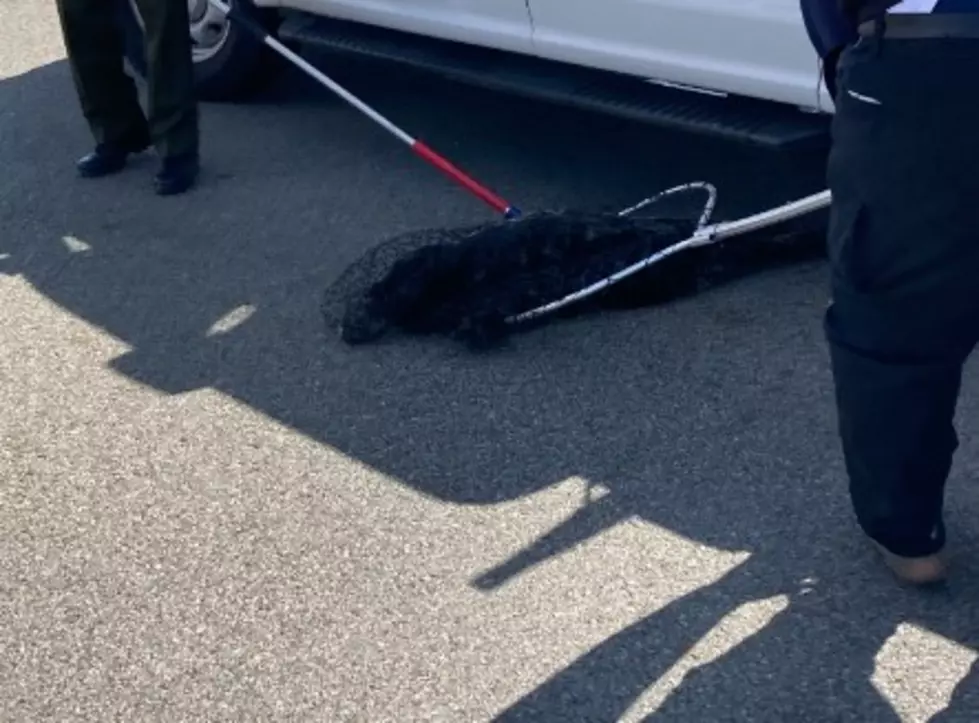 Seal Found on Airport Runway in New York State