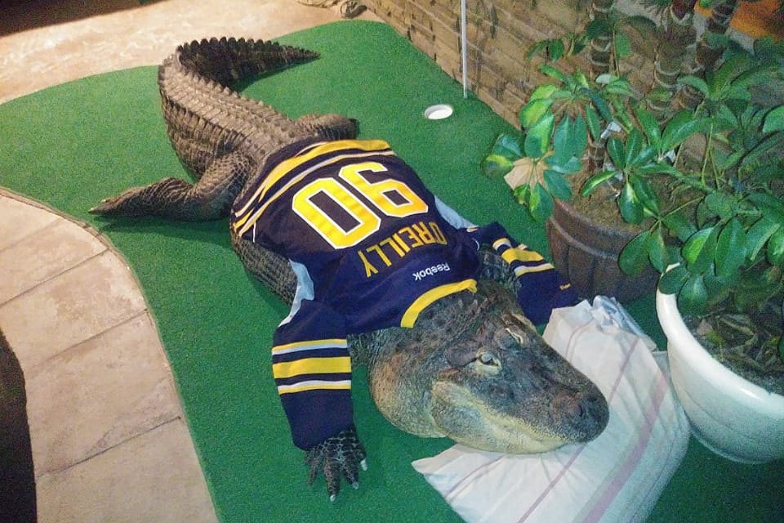 Massive Pet Alligator Taken From Western New York Home