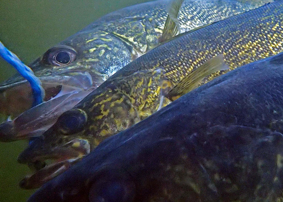 Large Walleye Caught On The Niagara River [WATCH]