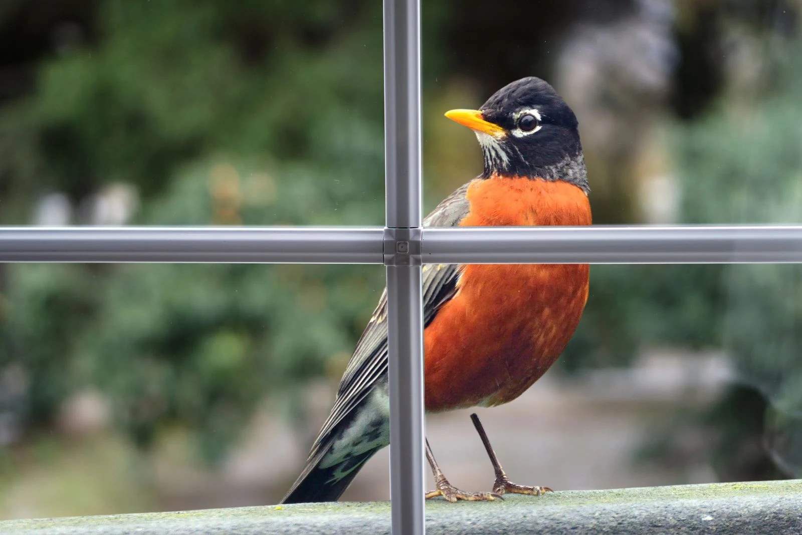 How To Make Obnoxious Robins Stop Attacking Your Windows