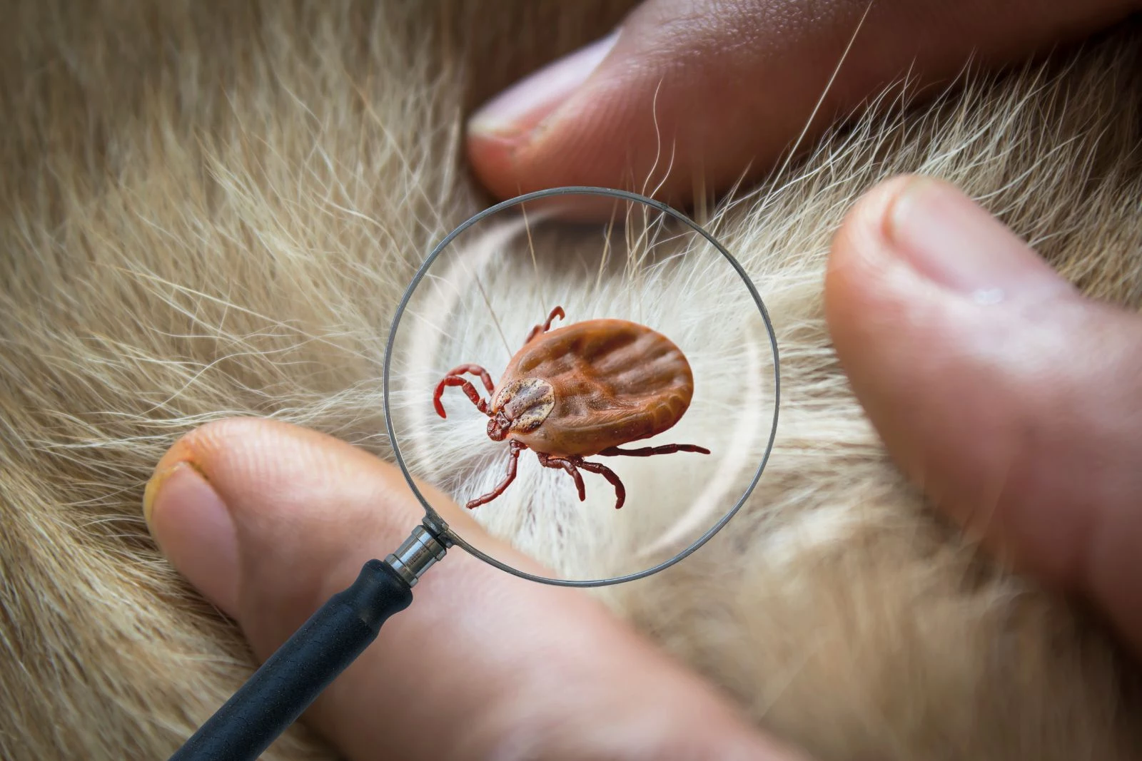 How To Protect Yourself From Ticks In Western New York