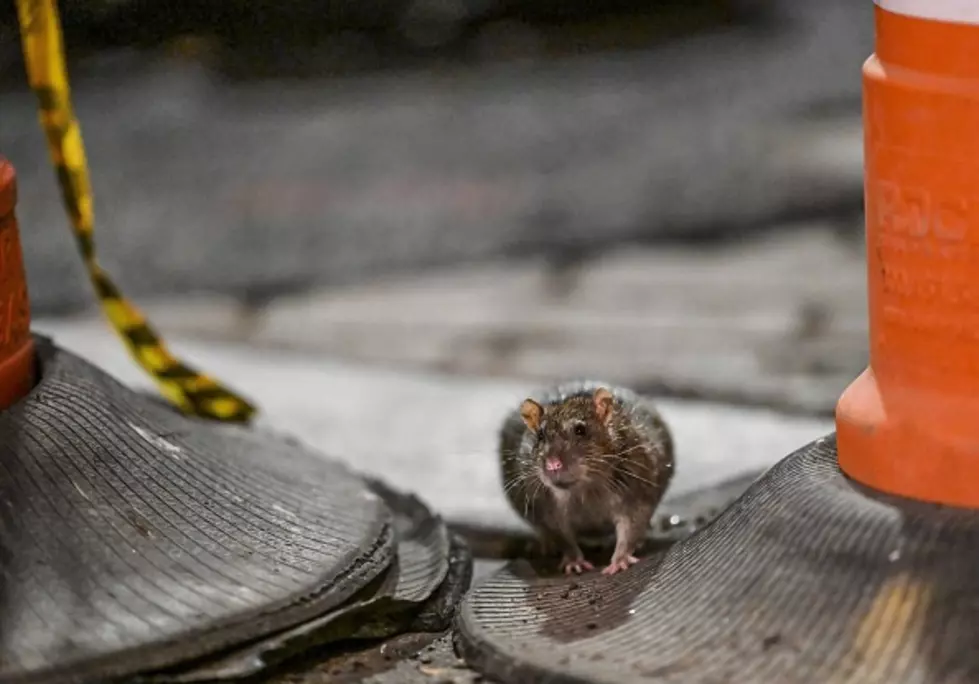 "Rat Pee" Illness Is Spreading In New York State