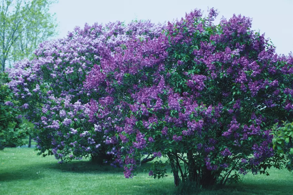 Lilac shrub