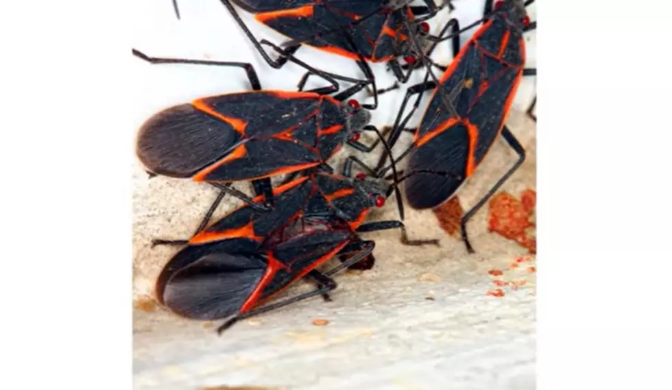 These Bugs Have Been Getting into Homes in New York State