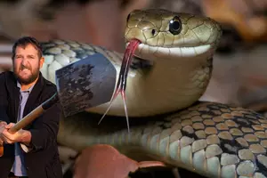 Is It Illegal To Kill Snakes At Your House In New York?