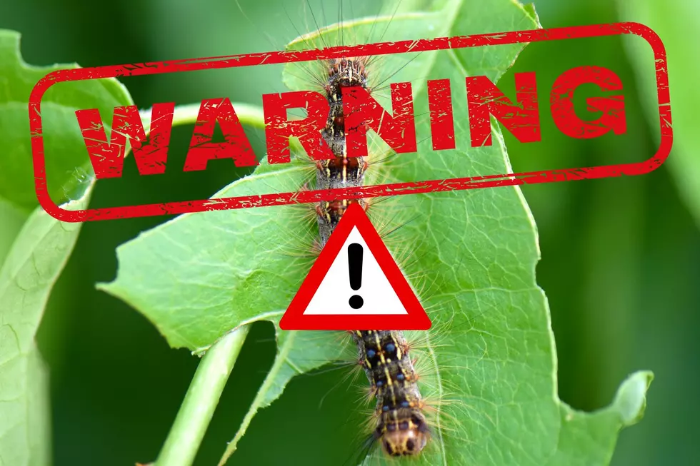 DEC Warning About These Destructive Caterpillars In New York