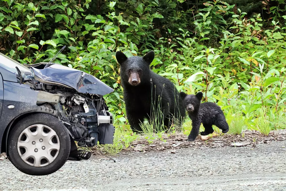 This Is What You Do If You Hit A Bear In New York State