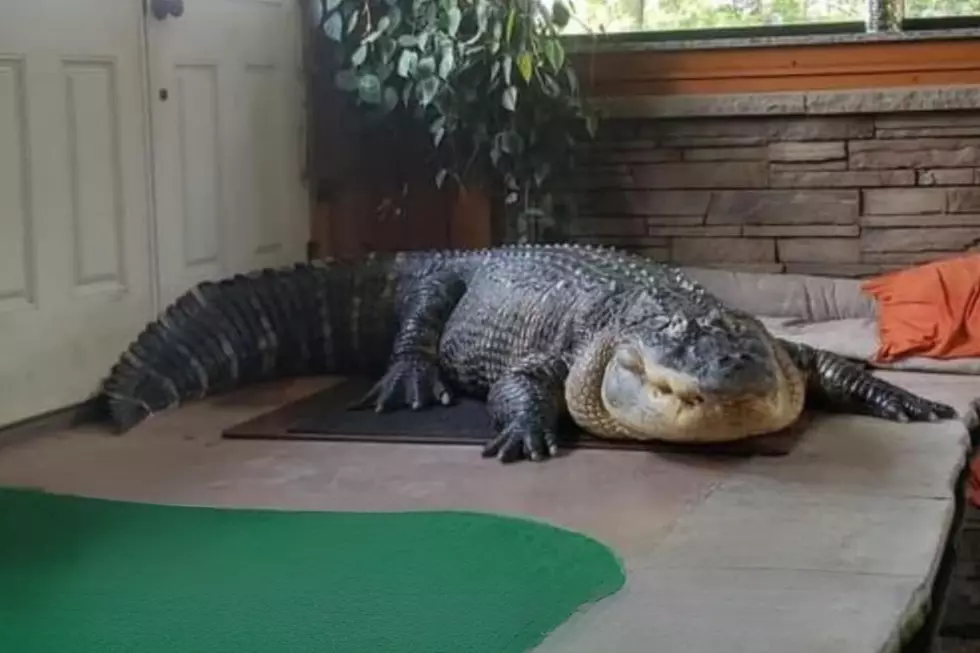 Massive Pet Alligator Moved To Texas From Western New York 