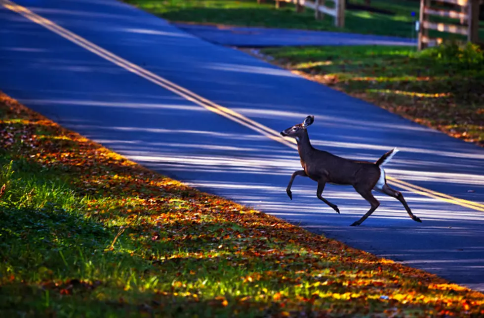 Over 7,000 Deer Killed In This New York State Location