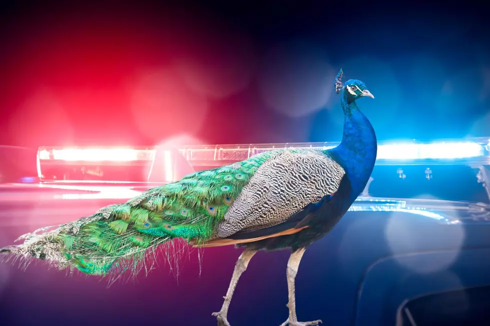 Peacock On The Loose Near The Cattaraugus Indian Reservation