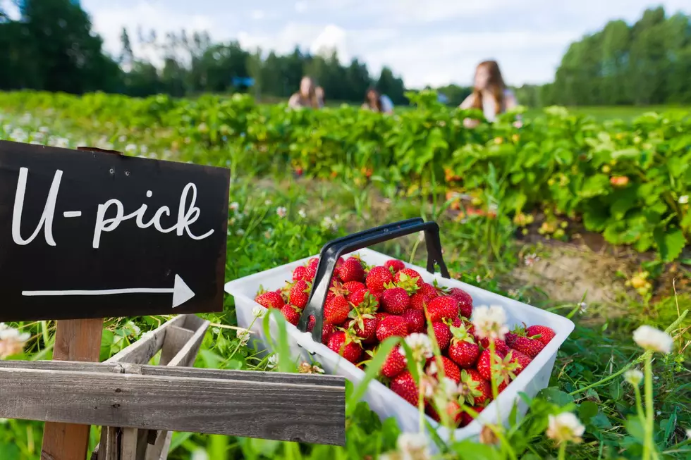 5 Best Strawberry Picking Places In Western New York