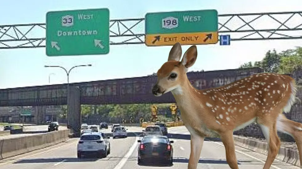 New York Hero Saves Baby Deer On The 198