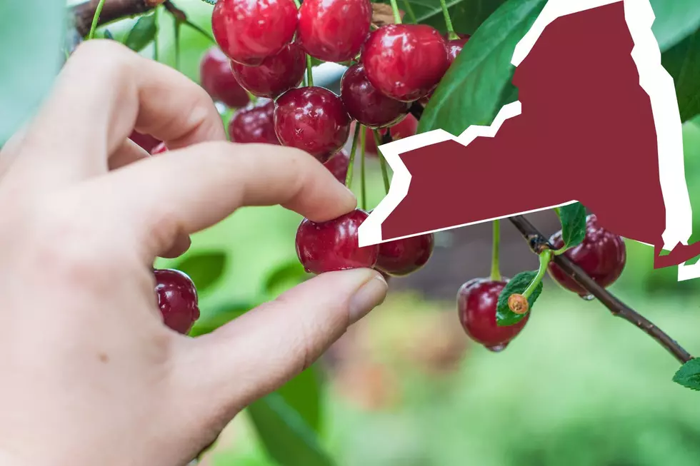 The Best U-Pick Cherry Orchards In Western New York