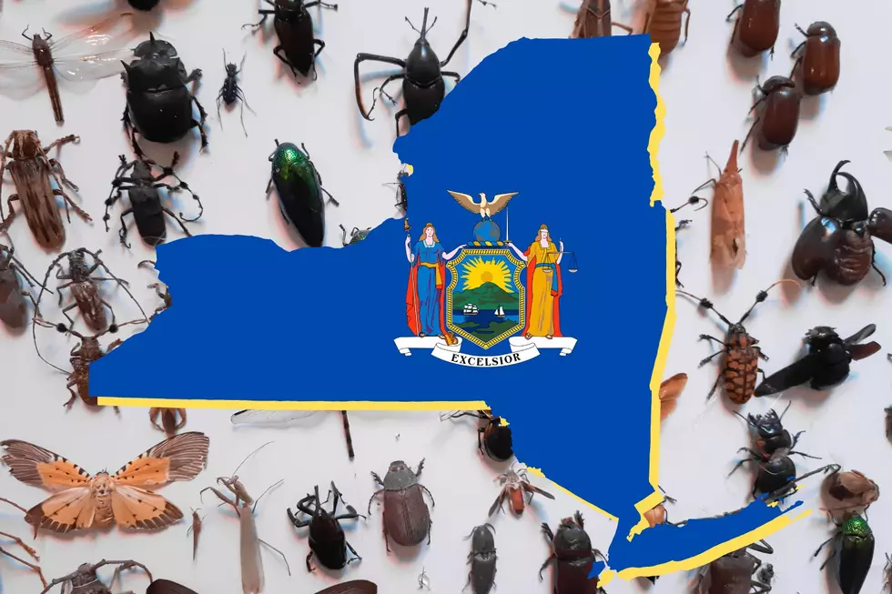 New York State Has An Official State Insect?